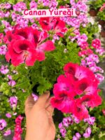 12'li Canan Ceylan Gözü Sardunya Seti (Pelargonium grandiflorum) - Görsel 10