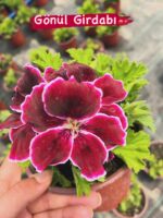 12'li Canan Ceylan Gözü Sardunya Seti (Pelargonium grandiflorum) - Görsel 2