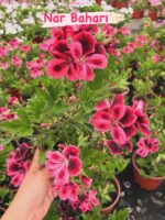 12'li Canan Ceylan Gözü Sardunya Seti (Pelargonium grandiflorum) - Görsel 3