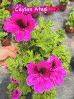 12'li Canan Ceylan Gözü Sardunya Seti (Pelargonium grandiflorum) - Görsel 9