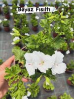 12'li Canan Ceylan Gözü Sardunya Seti (Pelargonium grandiflorum) - Görsel 7