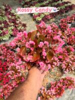 2’li Koyu Yapraklı Şeker Begonya Seti (Begonia Semperflorens) - Görsel 2