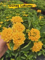 5’li Ağaç Minesi Seti (Lantana camara) - Görsel 5