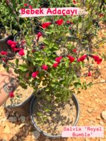 4’lü Süs Adaçayı Seti (Salvia spp.) - Görsel 3