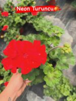 10’lu Klasik Sardunya Seti (Pelargonium × hortorum) - Görsel 2