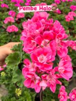 10’lu Klasik Sardunya Seti (Pelargonium × hortorum) - Görsel 4