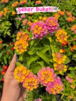 5’li Ağaç Minesi Seti (Lantana camara)