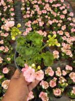 Rosebud Astrid Gül Sardunya (Pelargonium zonale ) - Görsel 3