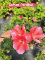 10’lu Klasik Sardunya Seti (Pelargonium × hortorum) - Görsel 6
