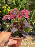 Aşk Damlası Yaprak Güzeli (Coleus blumei) - Görsel 2