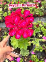 3‘Lü Sakız Sardunya Seti Mix (Pelargonium peltatum) - Görsel 5
