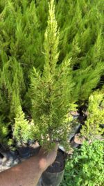 Limon Servi (Cupressus macrocarpa ‘Goldcrest’) - Görsel 2