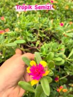 5’li Semizotu Yapraklı İpek Çiçeği Seti (Portulaca Yubi)