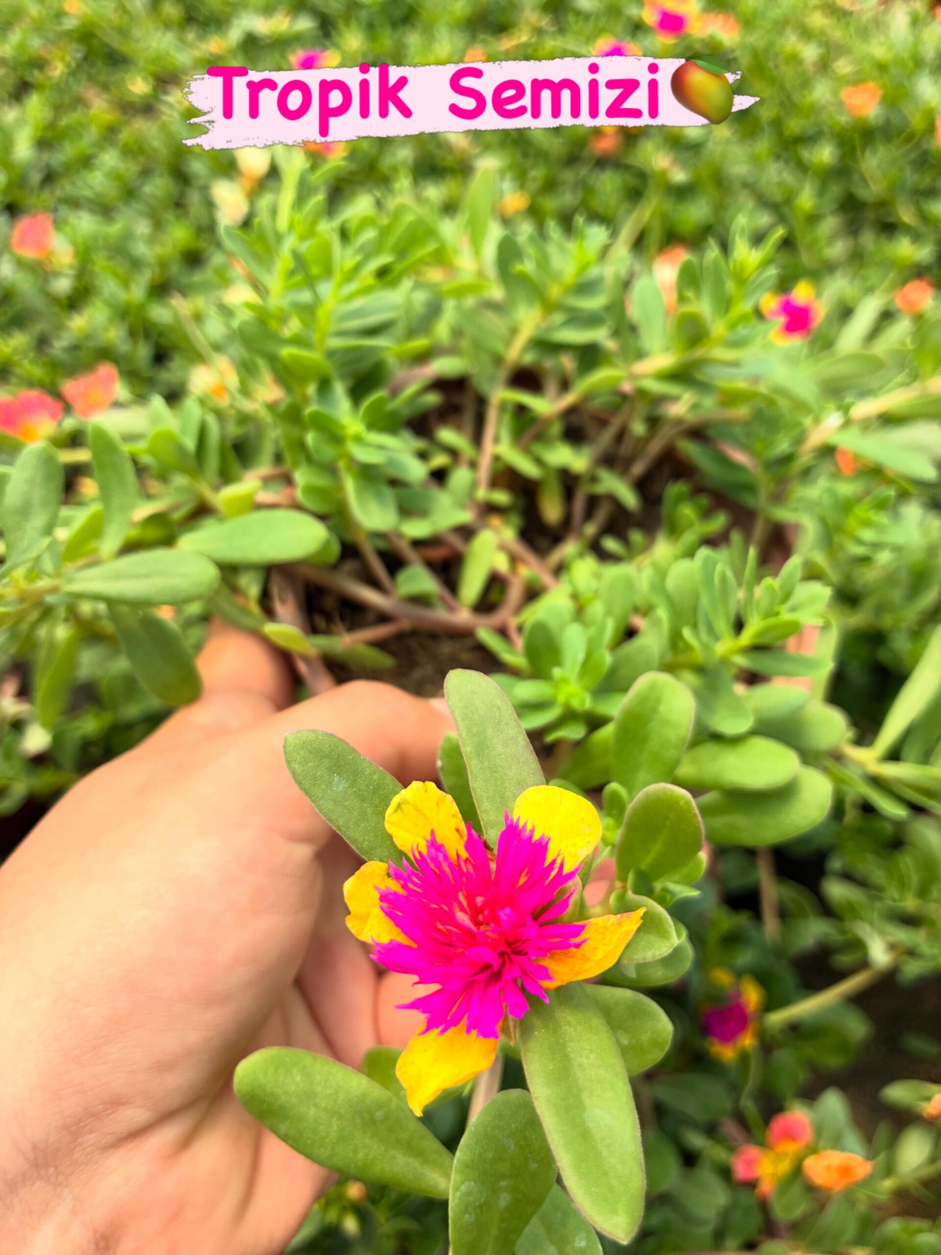 3E396C6E-95FE-4974-BACA-304D3525BF04 5’li Semizotu Yapraklı İpek Çiçeği Seti (Portulaca Yubi) - Görsel 1