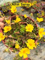 Semiz Çiçeği Askılı Saksıda 5 li set (Portulaca grandiflora)