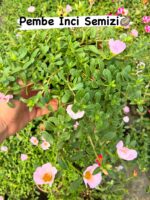 5’li Semizotu Yapraklı İpek Çiçeği Seti (Portulaca Yubi) - Görsel 2