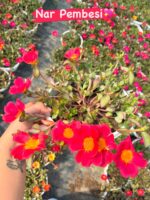 Semiz Çiçeği Askılı Saksıda 5 li set (Portulaca grandiflora) - Görsel 5