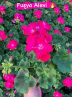10’lu Klasik Sardunya Seti (Pelargonium × hortorum) - Görsel 5