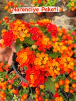 5’li Ağaç Minesi Seti (Lantana camara) - Görsel 2