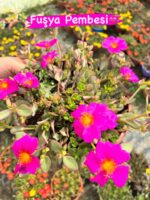 Semiz Çiçeği Askılı Saksıda 5 li set (Portulaca grandiflora) - Görsel 2
