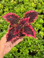 Aşk Damlası Yaprak Güzeli (Coleus blumei)