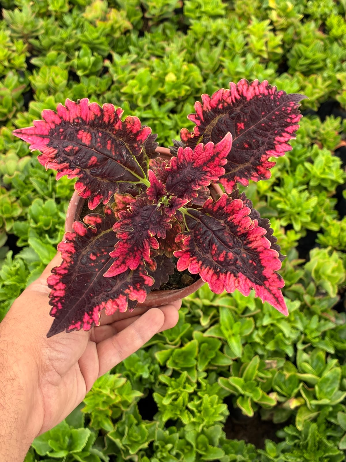 6fe34e10-9f5d-4af4-948f-6c4d8b419cf9 Aşk Damlası Yaprak Güzeli (Coleus blumei) - Görsel 1