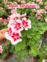 10’lu Klasik Sardunya Seti (Pelargonium × hortorum)