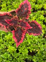 Aşk Damlası Yaprak Güzeli (Coleus blumei) - Görsel 3