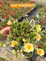 Semiz Çiçeği Askılı Saksıda 5 li set (Portulaca grandiflora) - Görsel 4