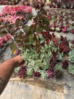 Üçlü Dikim Hostes Çiçeği Askılı (Hypoestes phyllostachya) - Görsel 2