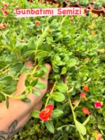 5’li Semizotu Yapraklı İpek Çiçeği Seti (Portulaca Yubi) - Görsel 5