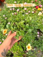 5’li Semizotu Yapraklı İpek Çiçeği Seti (Portulaca Yubi) - Görsel 3
