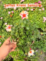 5’li Semizotu Yapraklı İpek Çiçeği Seti (Portulaca Yubi) - Görsel 4