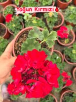 10’lu Klasik Sardunya Seti (Pelargonium × hortorum) - Görsel 3