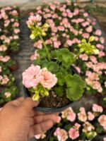 Rosebud Astrid Gül Sardunya (Pelargonium zonale ) - Görsel 2