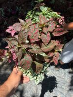 Üçlü Dikim Hostes Çiçeği Askılı (Hypoestes phyllostachya)