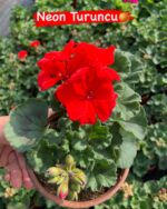 10’lu Klasik Sardunya Seti (Pelargonium × hortorum) - Görsel 7