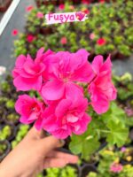 3‘Lü Sakız Sardunya Seti Mix (Pelargonium peltatum) - Görsel 3