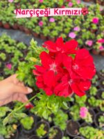 3‘Lü Sakız Sardunya Seti Mix (Pelargonium peltatum) - Görsel 2