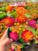 5’li Ağaç Minesi Seti (Lantana camara) - Görsel 3