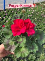 10’lu Klasik Sardunya Seti (Pelargonium × hortorum) - Görsel 8