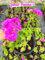 3‘Lü Sakız Sardunya Seti Mix (Pelargonium peltatum) - Görsel 6