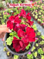 3‘Lü Sakız Sardunya Seti Mix (Pelargonium peltatum) - Görsel 4
