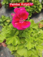 10’lu Klasik Sardunya Seti (Pelargonium × hortorum) - Görsel 10