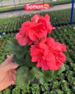 10’lu Klasik Sardunya Seti (Pelargonium × hortorum) - Görsel 9