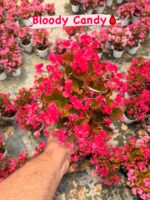 2’li Koyu Yapraklı Şeker Begonya Seti (Begonia Semperflorens)