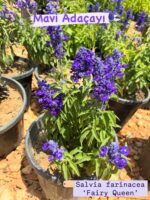 4’lü Süs Adaçayı Seti (Salvia spp.)
