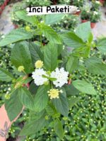 5’li Ağaç Minesi Seti (Lantana camara) - Görsel 4