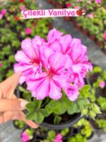 3‘Lü Sakız Sardunya Seti Mix (Pelargonium peltatum)