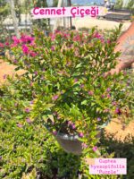 4’lü Süs Adaçayı Seti (Salvia spp.) - Görsel 2